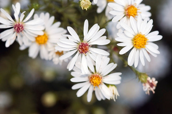 Yellow & White Aster Flower Seeds , Bright Bi-Color Blooms, Non-GMO
