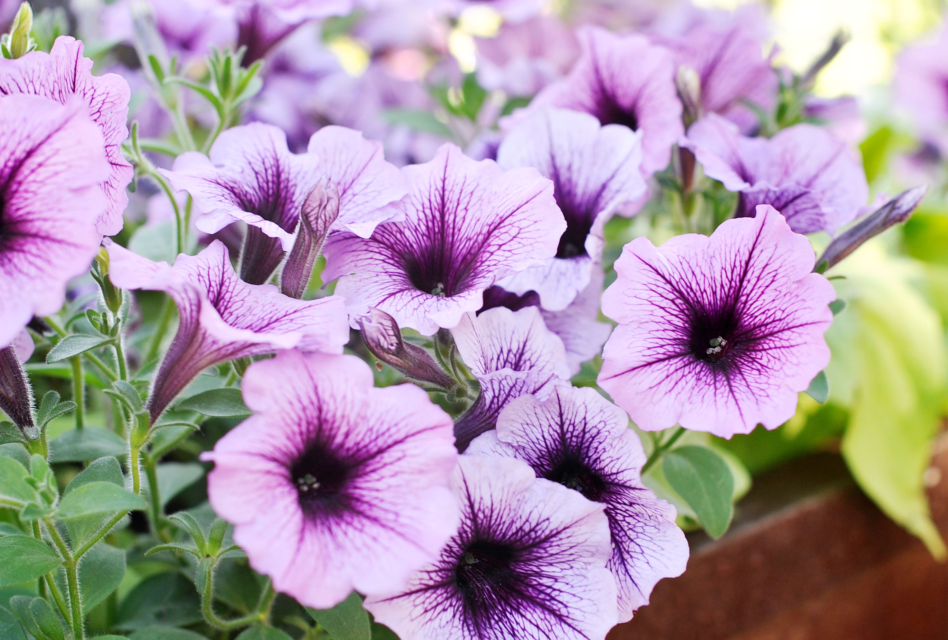 Lavender Petunia Seeds – Soft Purple Blooms for Gardens & Hanging Baskets