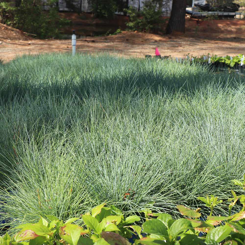Blauschwingel-Ziergrassamen – Festuca mehrjährig, trockenheitsresistent, Sonne oder Schatten – über 50 Stück