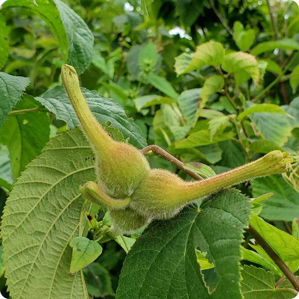 Beaked Hazelnut (Corylus cornuta) – Seeds