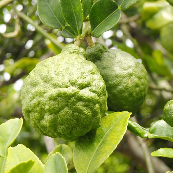 Bergamot Orange seeds edible fruit tree home garden cultivation