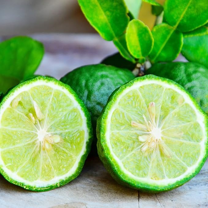 Organic Bergamot Orange seeds Citrus Bergamia bonsai and garden