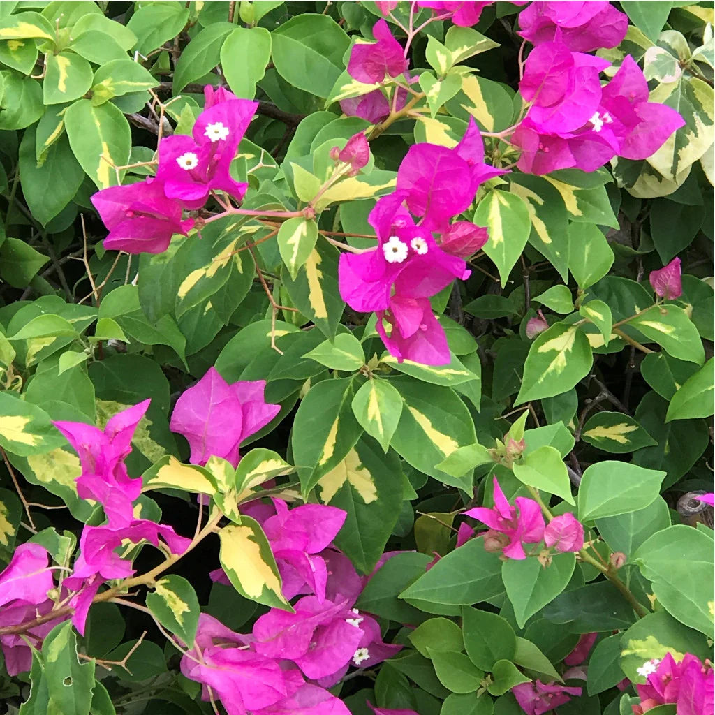 Fresh Bougainvillea Flower Seeds for Planting - Vibrant Pink Blooms