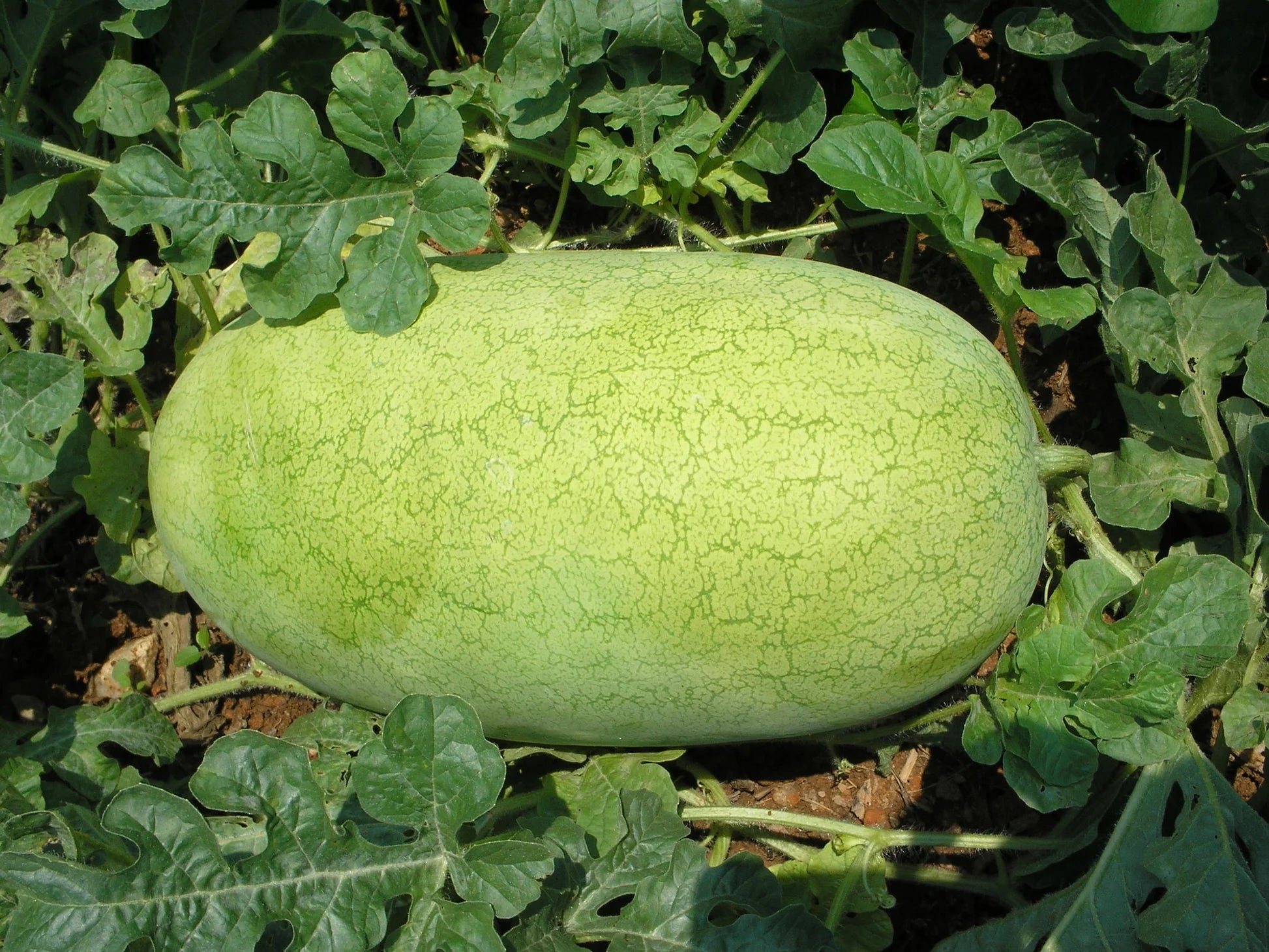 Charleston Gray Watermelon (Citrullus lanatus) – Red Fruit Melon Seeds