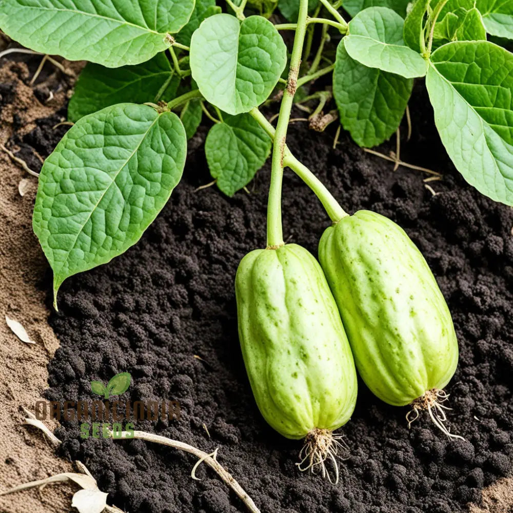 Chayote seeds for planting home garden organic cultivation