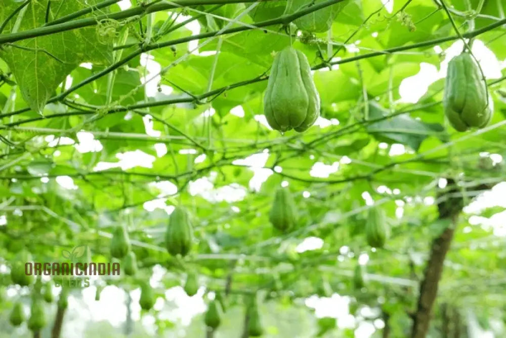 Easy-to-grow Chayote seeds for home and outdoor garden