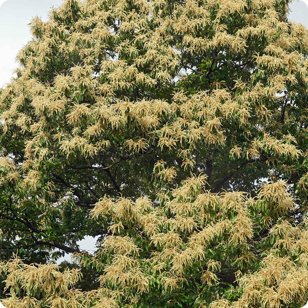 American Chestnut Tree (Castanea dentata) – Seeds