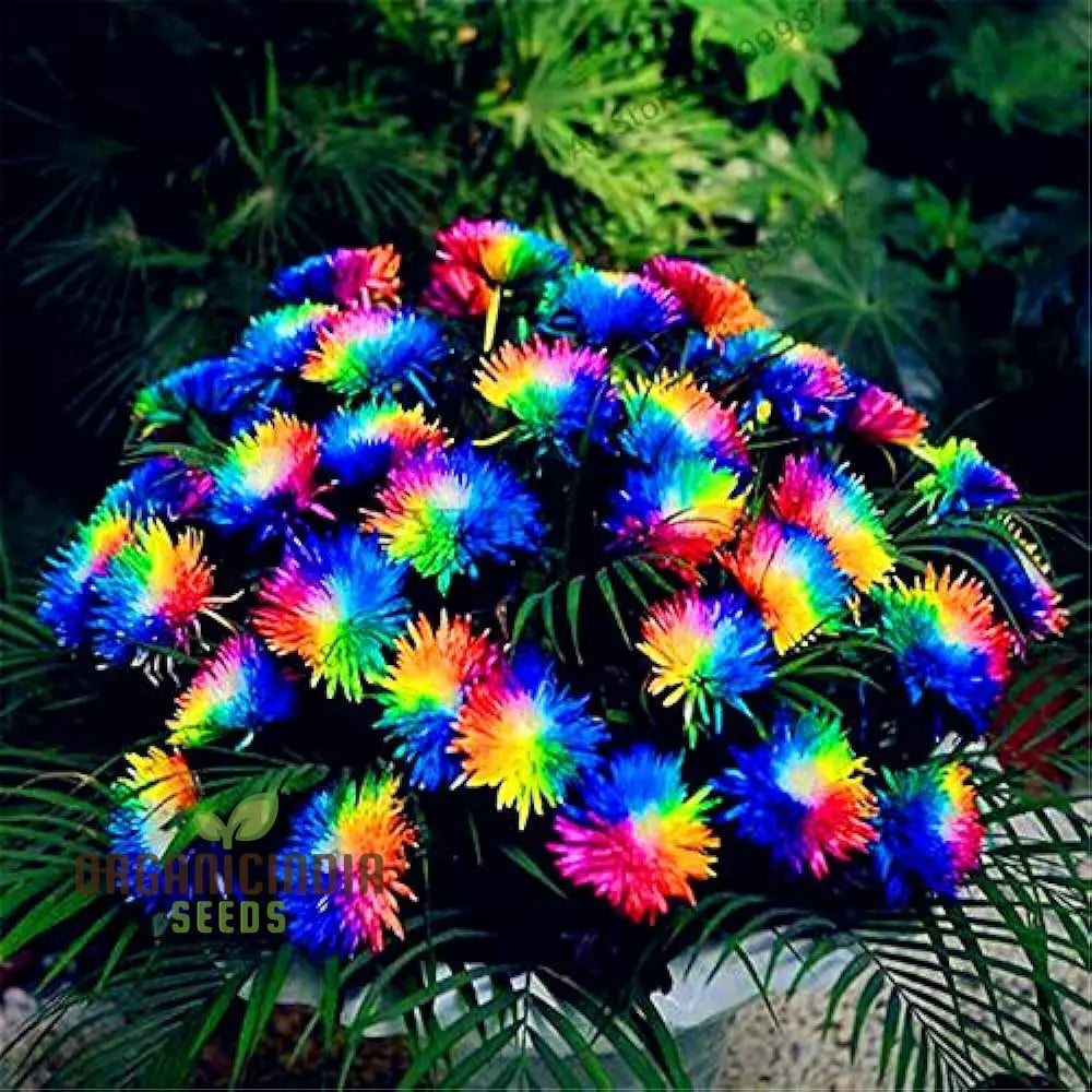 Chrysanthemum Rainbow Flowers in Pot Container