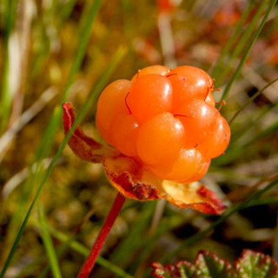 Cloudberry seeds grow sweet edible berries home garden