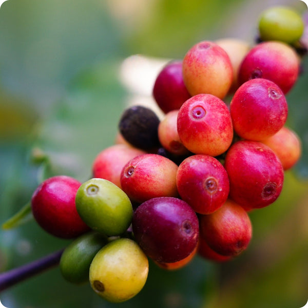Arabica Coffee Tree (Coffea arabica) – Seeds