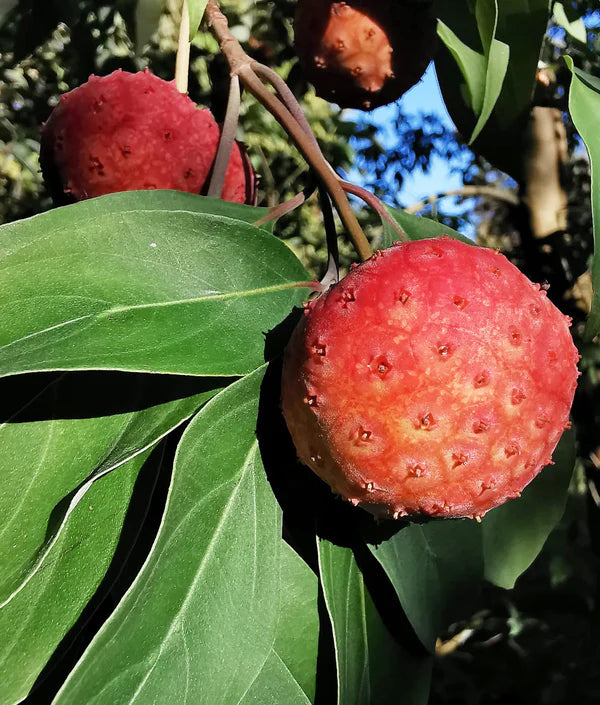 Himalayan Dogwood Strawberry Tree Seeds