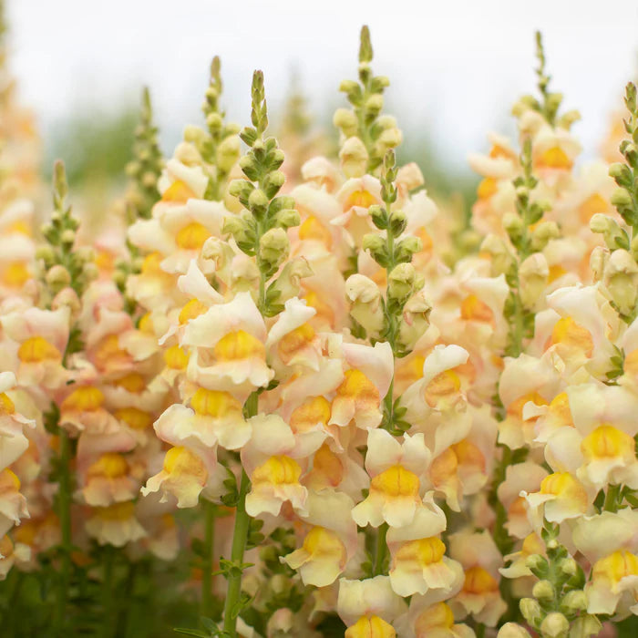 Apricot Snapdragon Flower Seeds – Warm, Elegant Blooms for Your Garden
