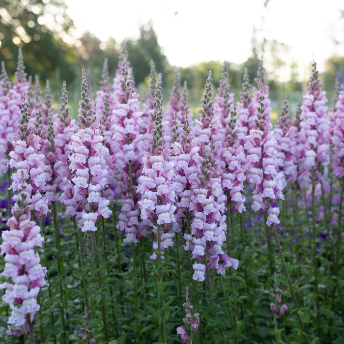 Lavender Snapdragon Flower Seeds – Elegant & Fragrant Blooms for Gardens
