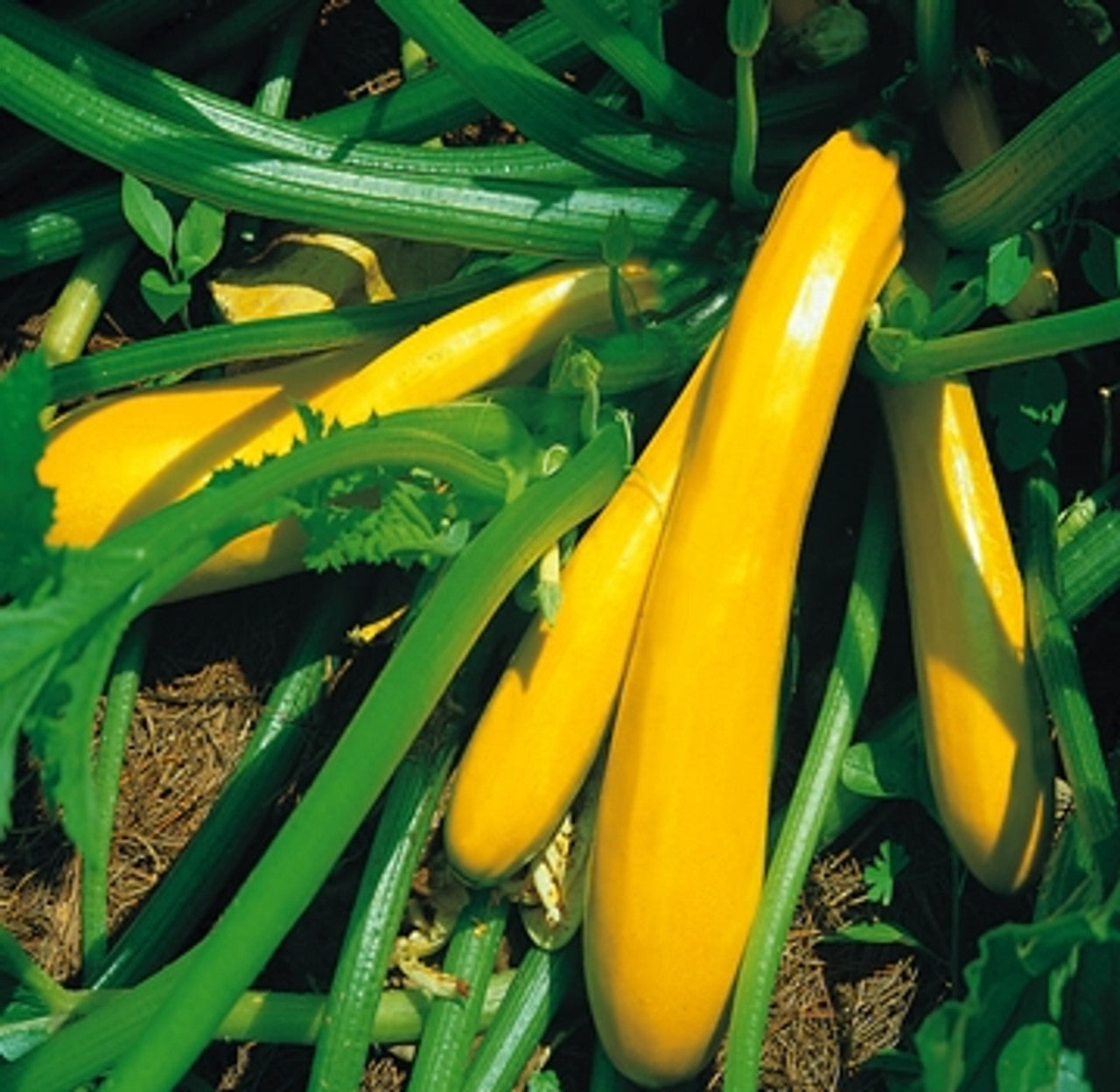 Courgette F1 Darko Vegetable Seeds for Planting, Grow High-Yield, Delicious Courgettes in Your Garden, Ideal for Home Gardens