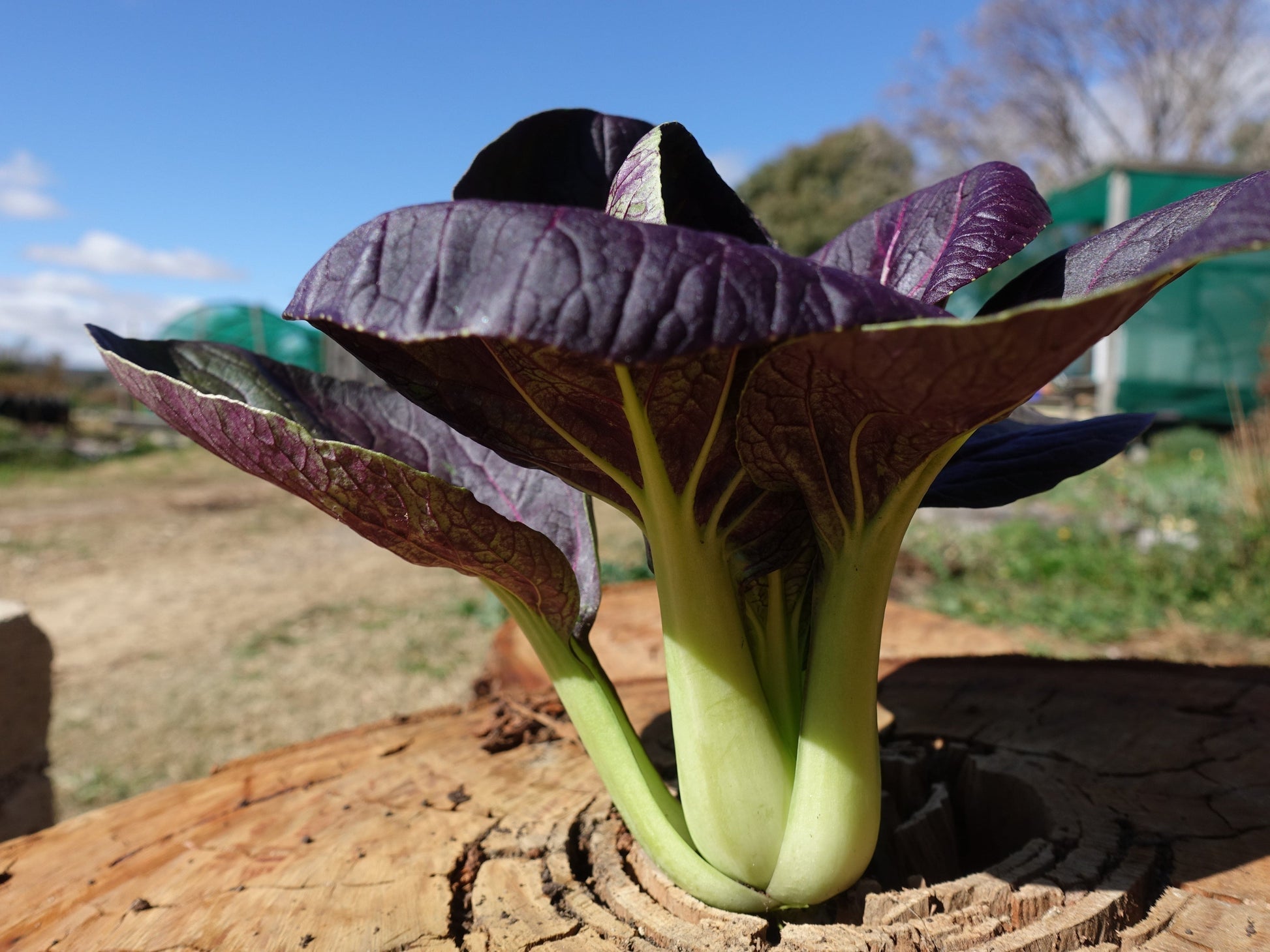Semillas de Pak Choi Rojo F1 Eleva tu experiencia de jardinería con cosechas nutritivas y llenas de sabor