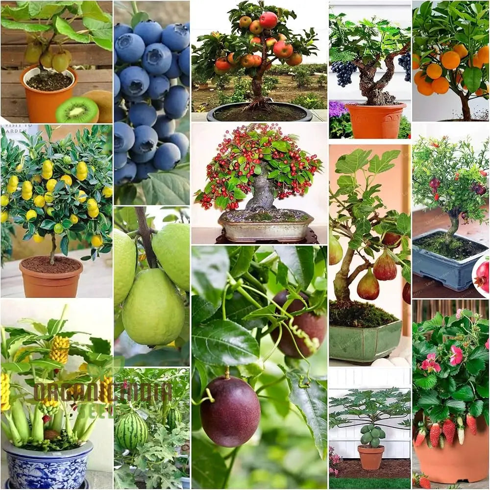 Dwarf Fruit seeds combo pack 15 varieties home garden planting