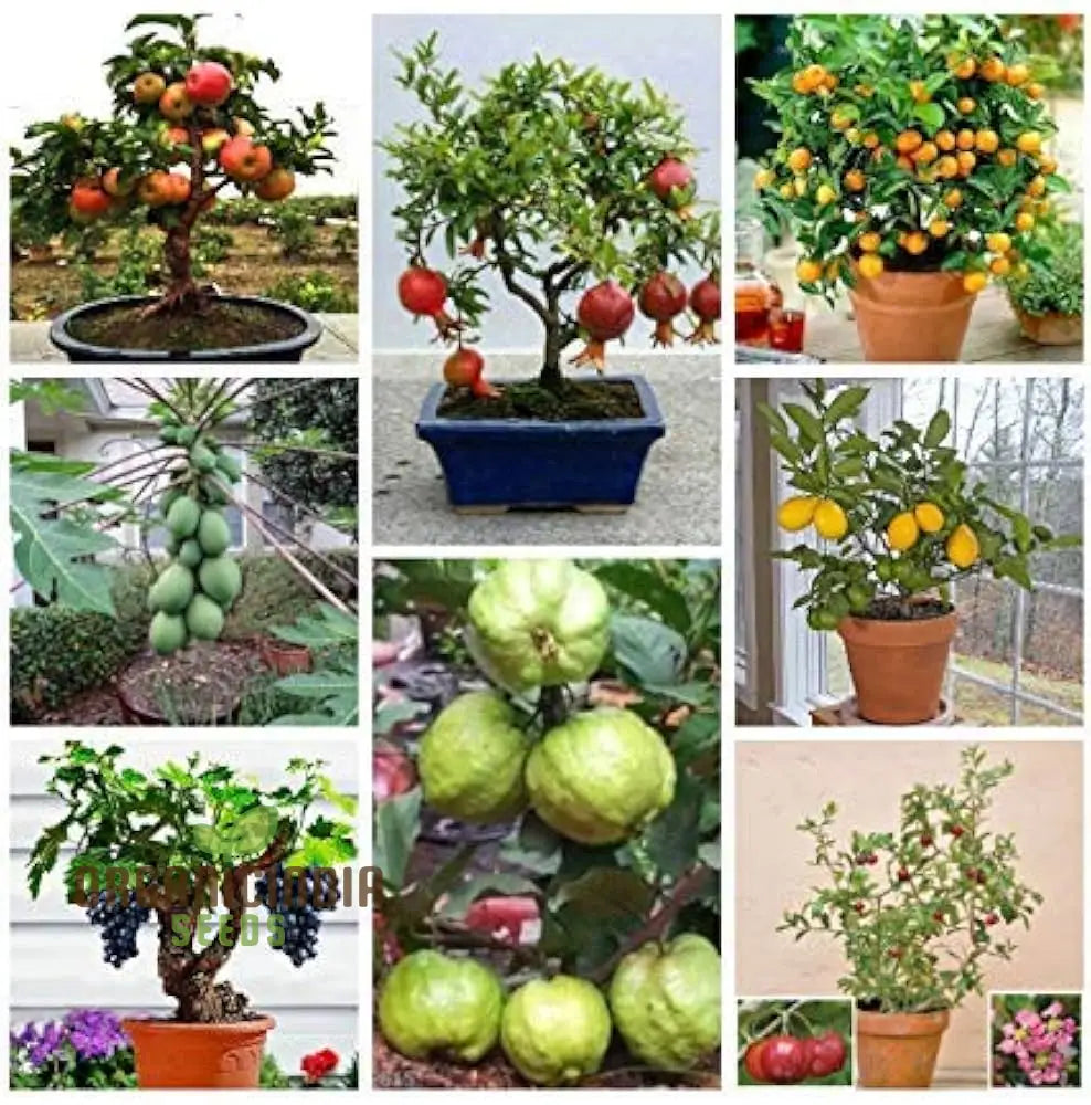 Dwarf Fruit seeds easy germination patio garden varieties