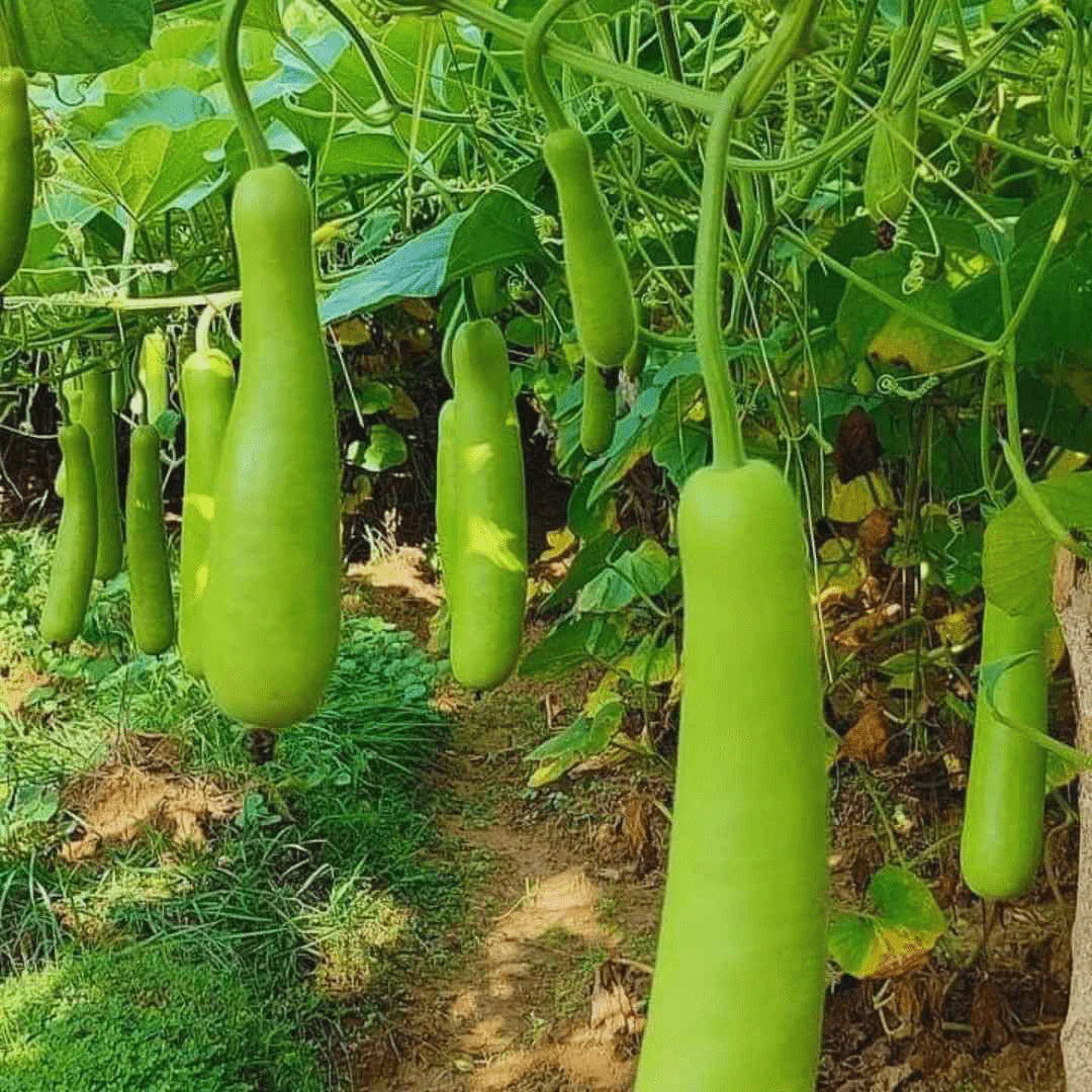 Grow Your Own Refreshing and Nutritious Gourds with Green Bottle Gourd Vegetable Seeds