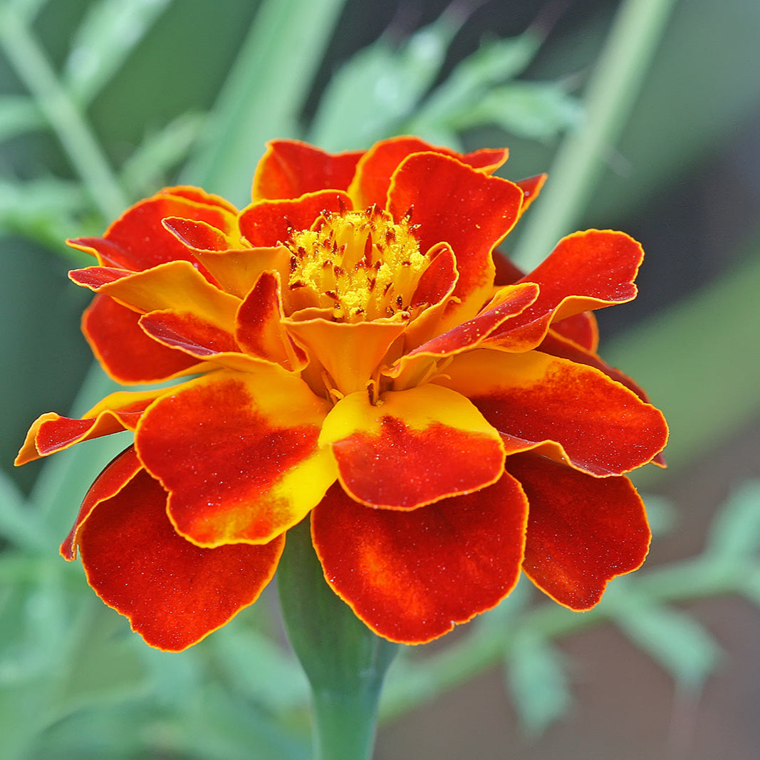 French Marigold (Tagetes patula) Seeds, Compact and Vibrant Blooms for Gardens