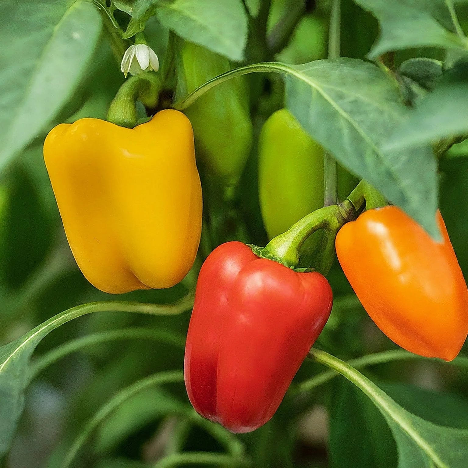 Organic Red Shimla Mirchi Seed & Yellow Capsicum Seed Pack - 50 Seeds for Gardening | Premium Quality Seeds