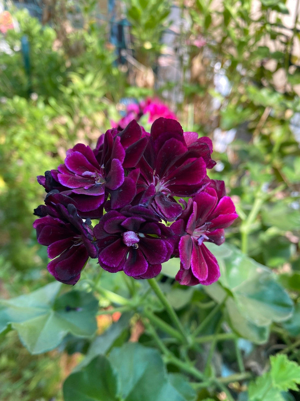 Purple Geranium Flower Seeds,Unique Vibrant Blooms, Easy to Grow, Non-GMO