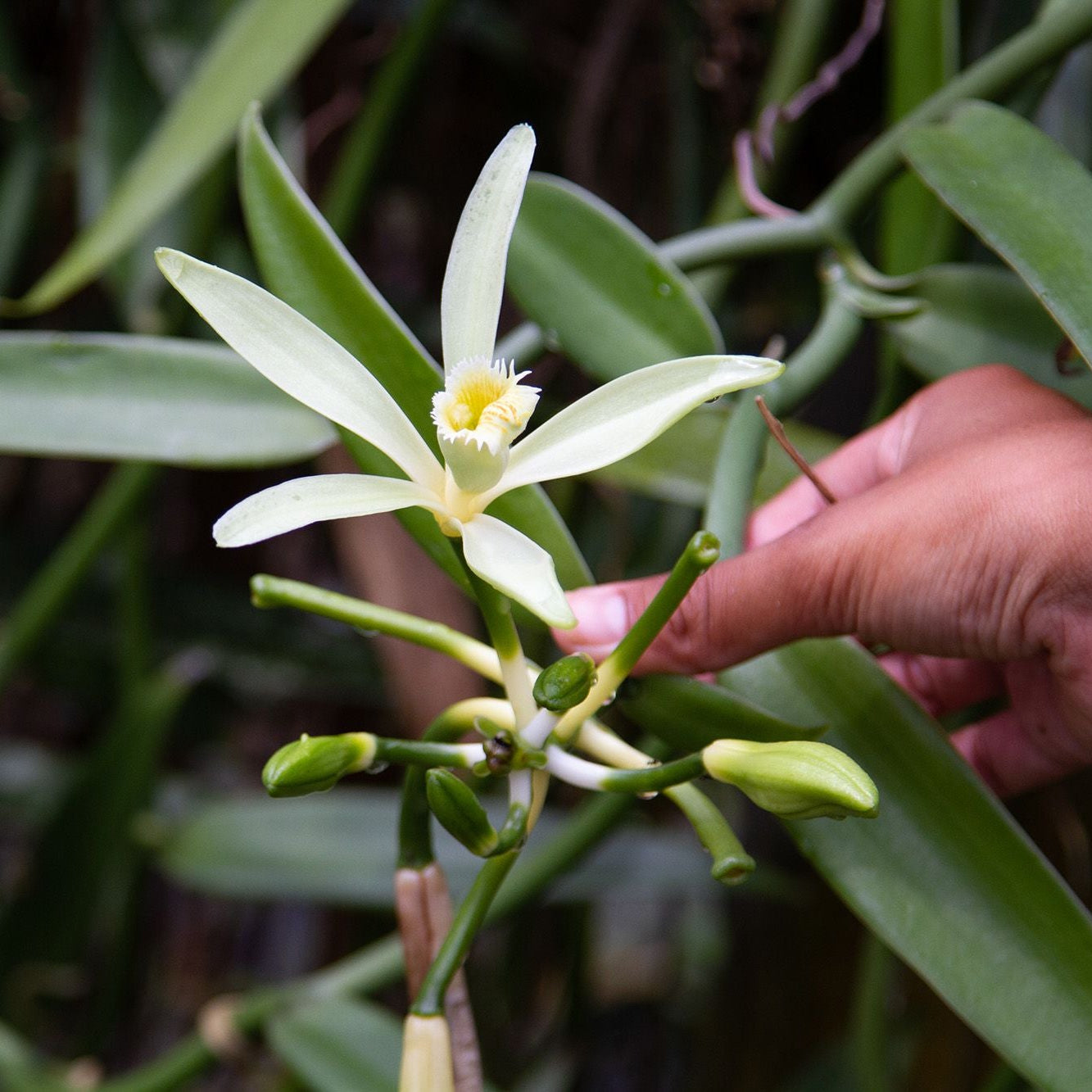 Planifolia Orchidee Vanille, Vanille-Orchidee (100 Stück)
