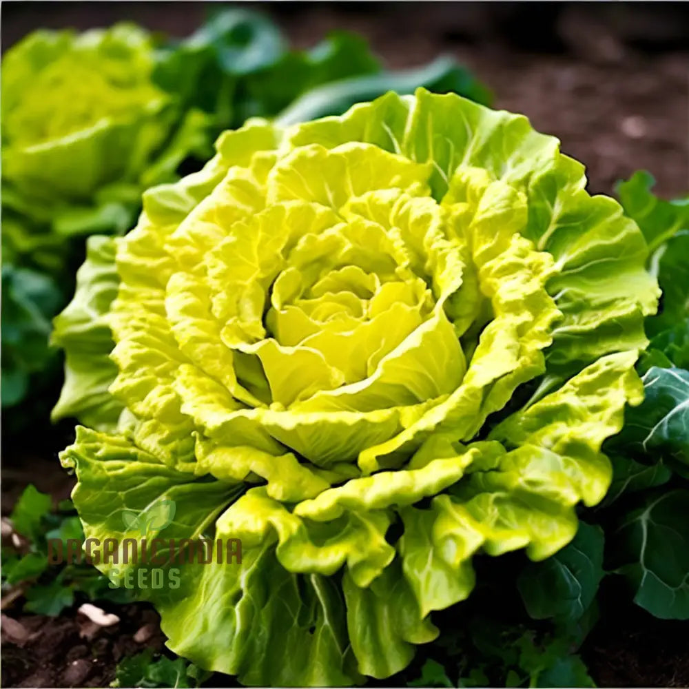 Golden Heart Curly Endive Chicory Seeds Heirloom Variety for Planting