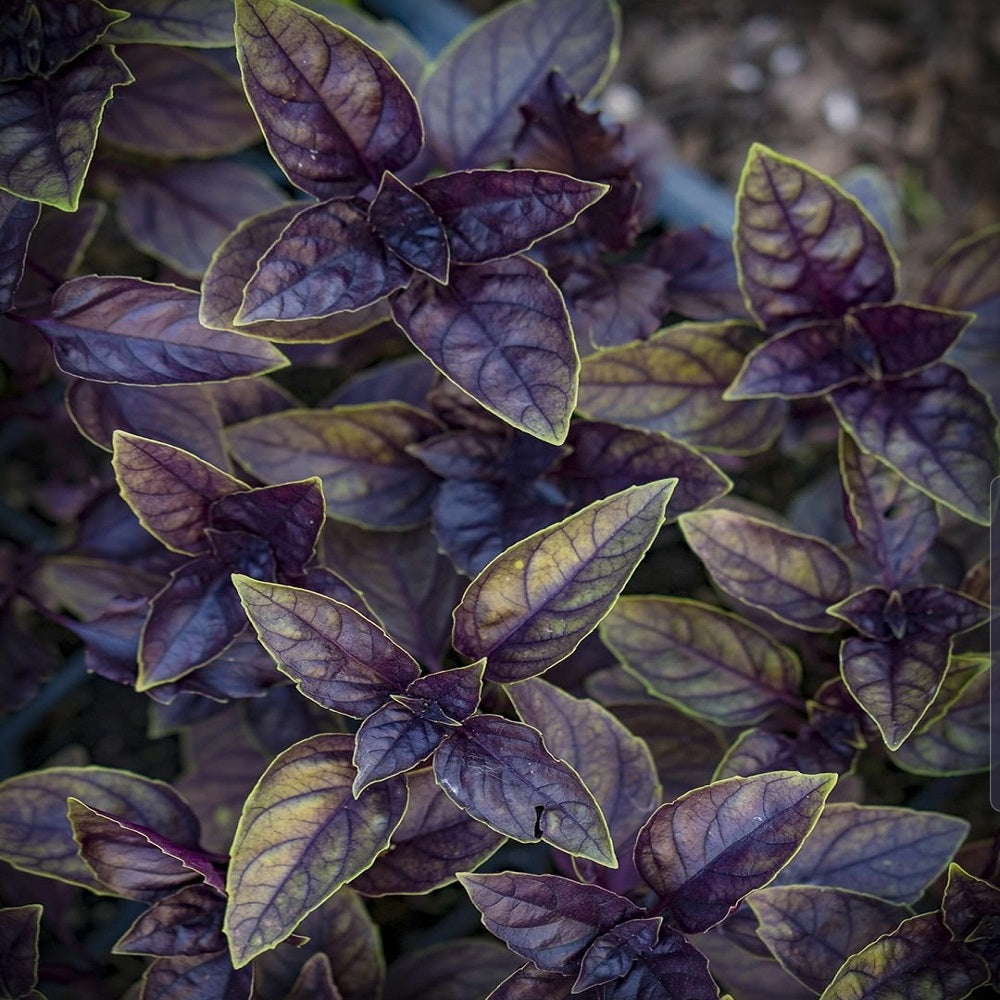 Purple Basil Seeds for Planting - Perfect for Home Gardening, Aromatic Culinary Uses, and Vibrant Herb Gardens
