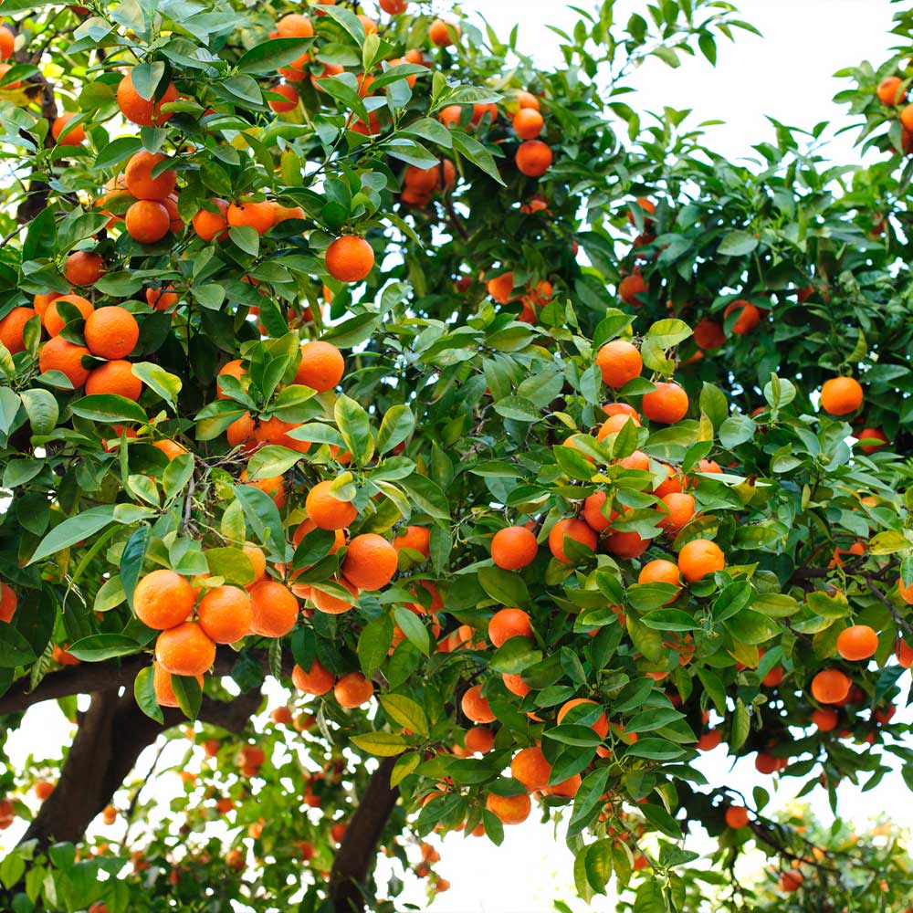 Hamlin Orange Seeds for Planting – Grow Sweet & Juicy Early
