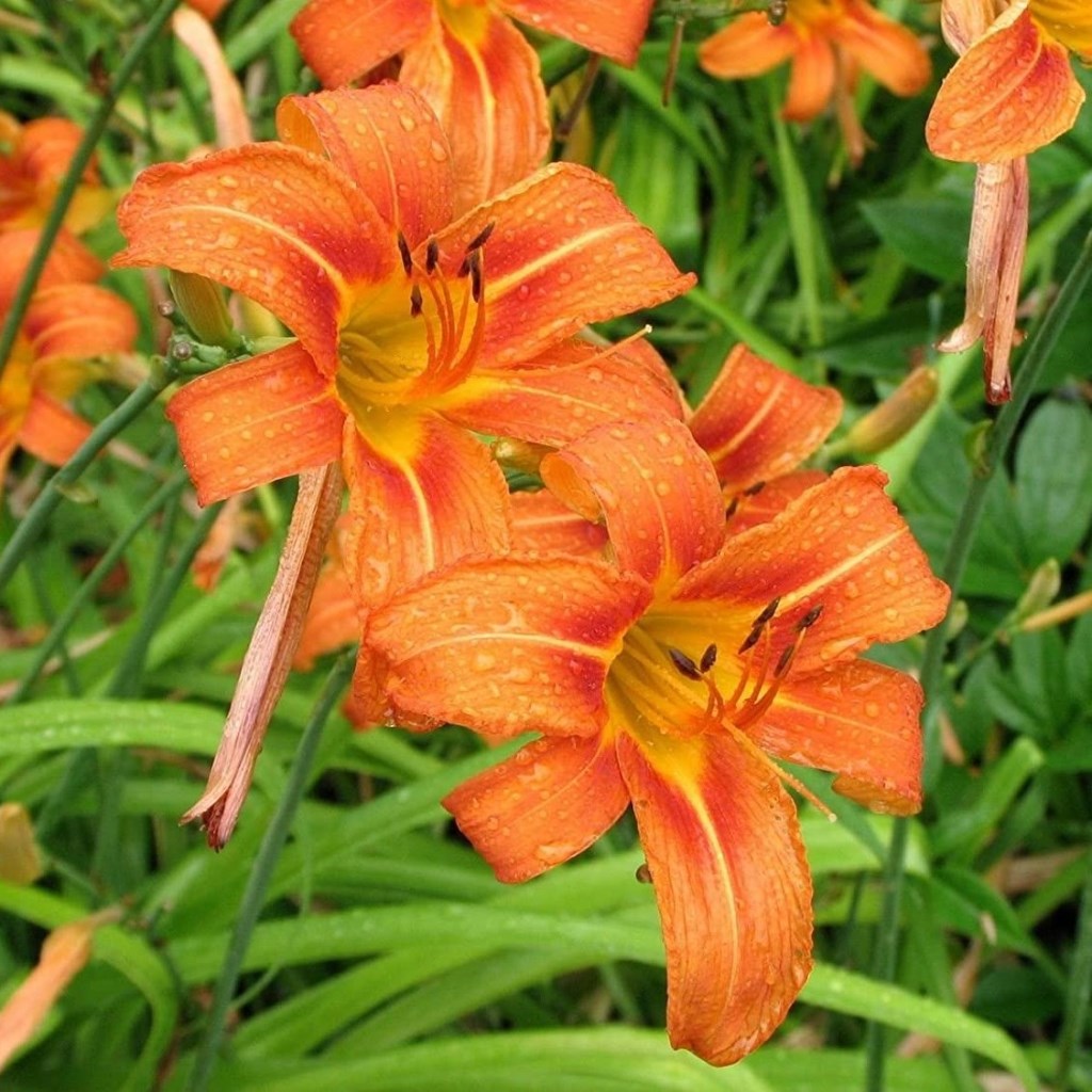 Semillas de flor de Hemerocallis naranja, semillas de flores hermosas, semillas de lirio de día para jardinería
