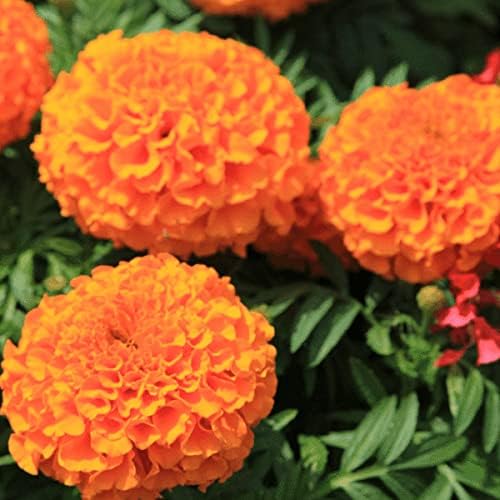 Marigold Seeds for Full Sun Garden Flower Planting