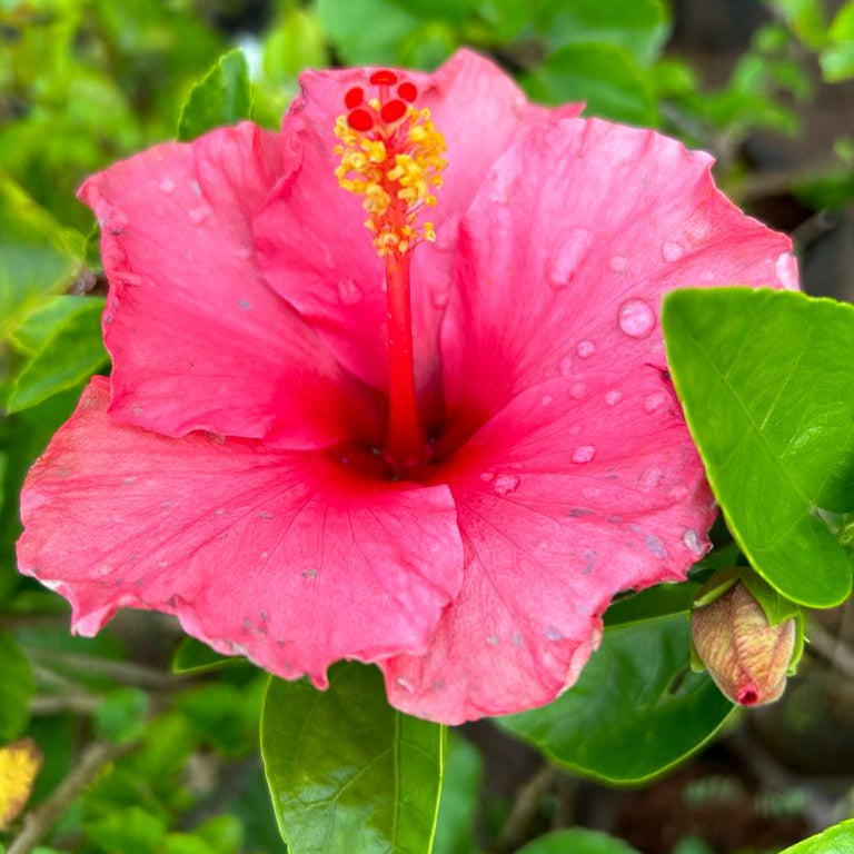 Salmon Pink Hibiscus Seeds for Planting