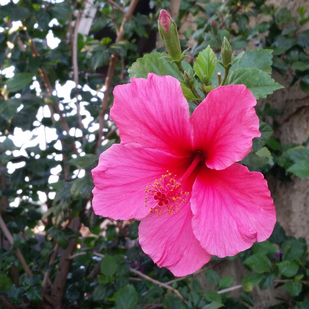 Salmon Pink Hibiscus Seeds for Planting