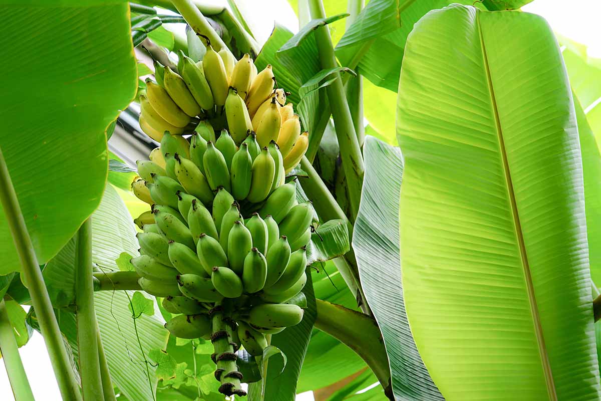 Dwarf Cavendish Banana Seeds for Planting,Dwarf Musa | Tropical Fruit Tree Seeds