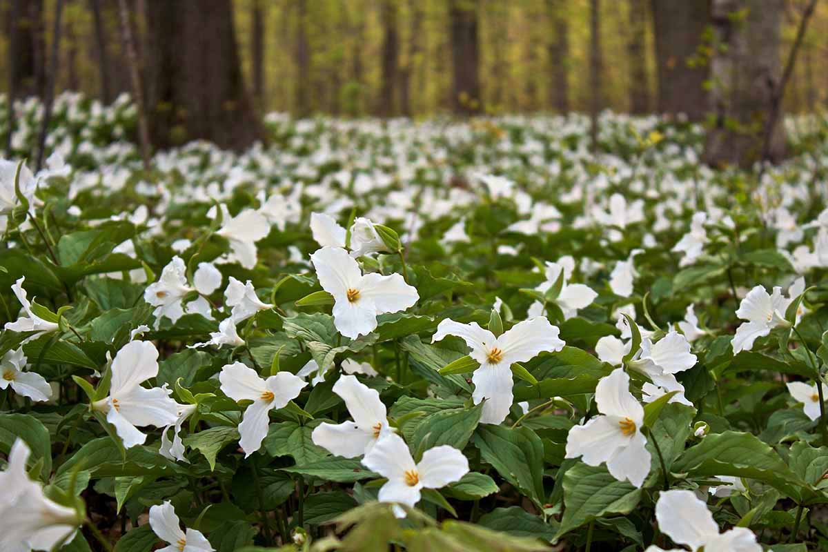 Graines de Trillium (Graines de Trillium Flexipes) - Périannuelle Rare d'Ombre pour Jardins Forestiers