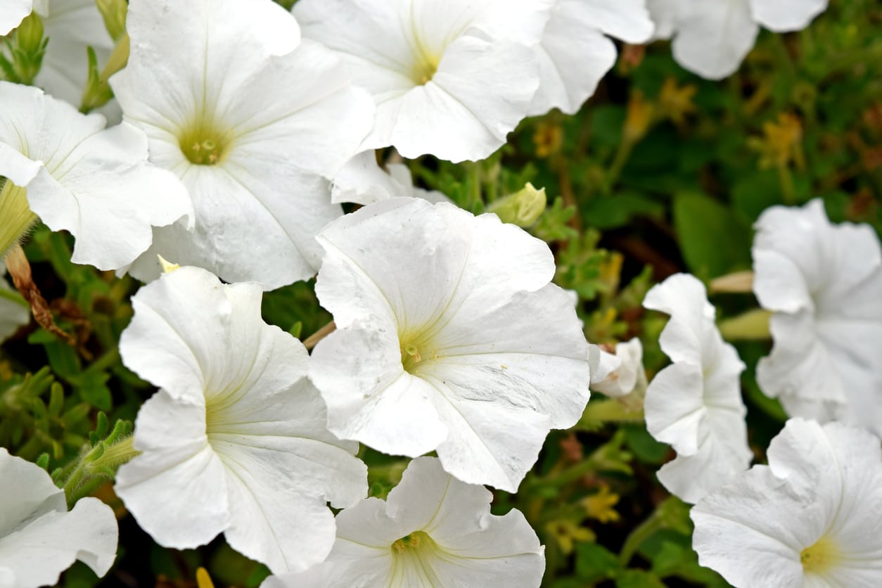 Pure White Petunia Seeds – Elegant Snowy Blooms for Gardens & Hanging Baskets