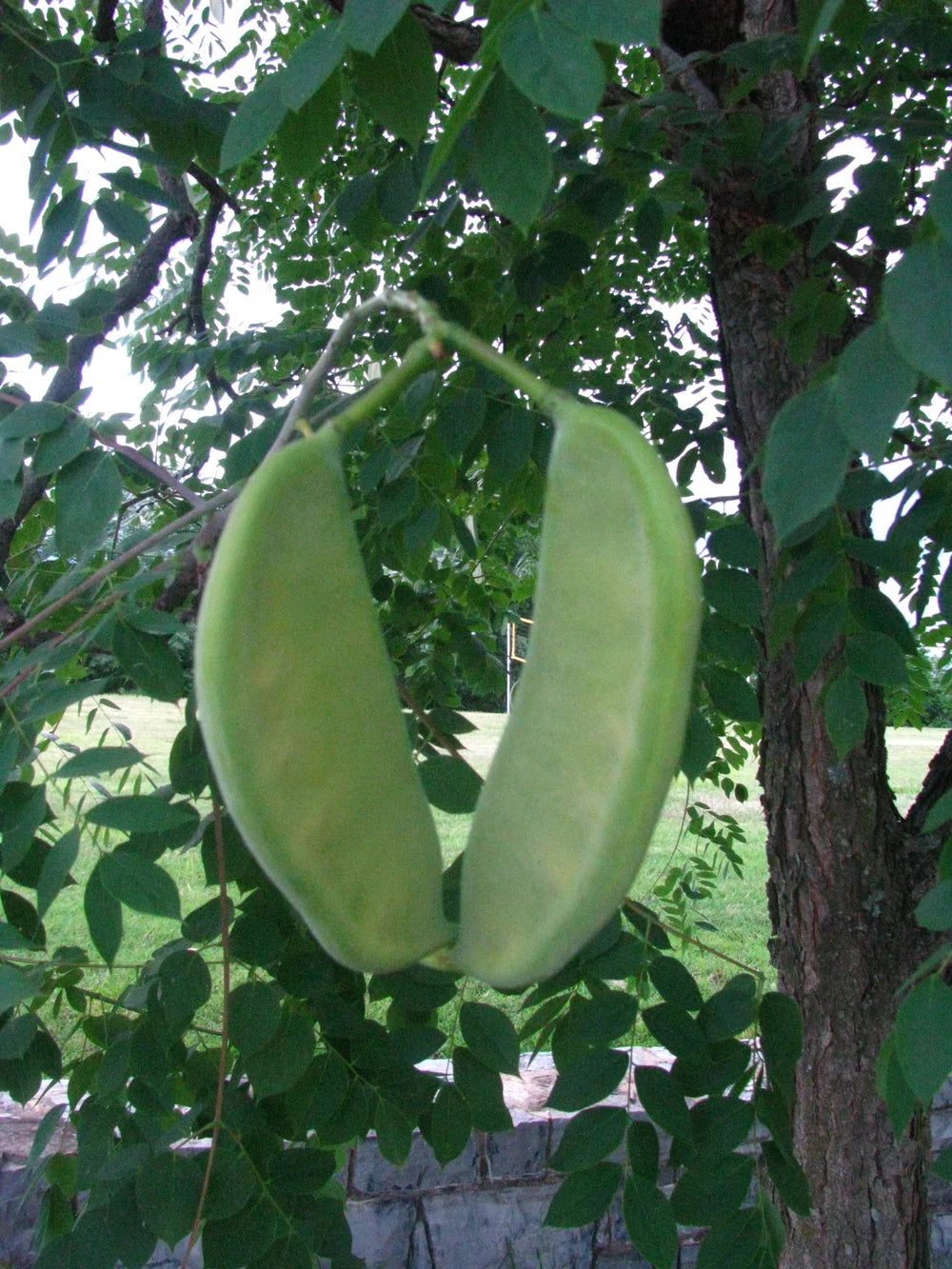 Albero del caffè del Kentucky (Gymnocladus dioicus) – Semi