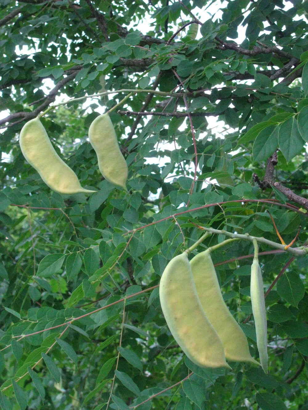 Albero del caffè del Kentucky (Gymnocladus dioicus) – Semi