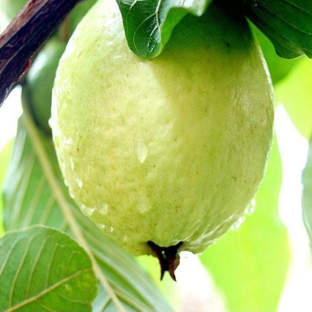 L-49 Guava non-GMO seeds for tropical fruit plant