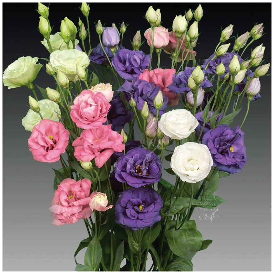 Semillas de flor Lisianthus para plantar, mezcla de semillas de flores blancas y moradas