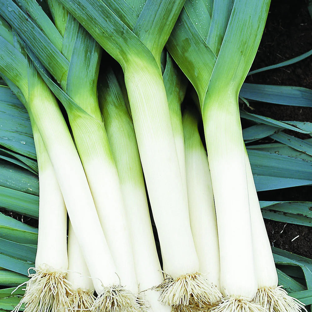 LEEK TADORNA Seeds for Vibrant Gardening  Premium Garden Seeds for Hearty Harvests