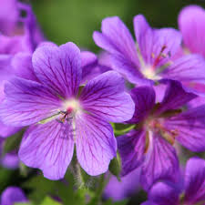 Ornamental Climbing Geranium Seeds for Outdoor Flowering
