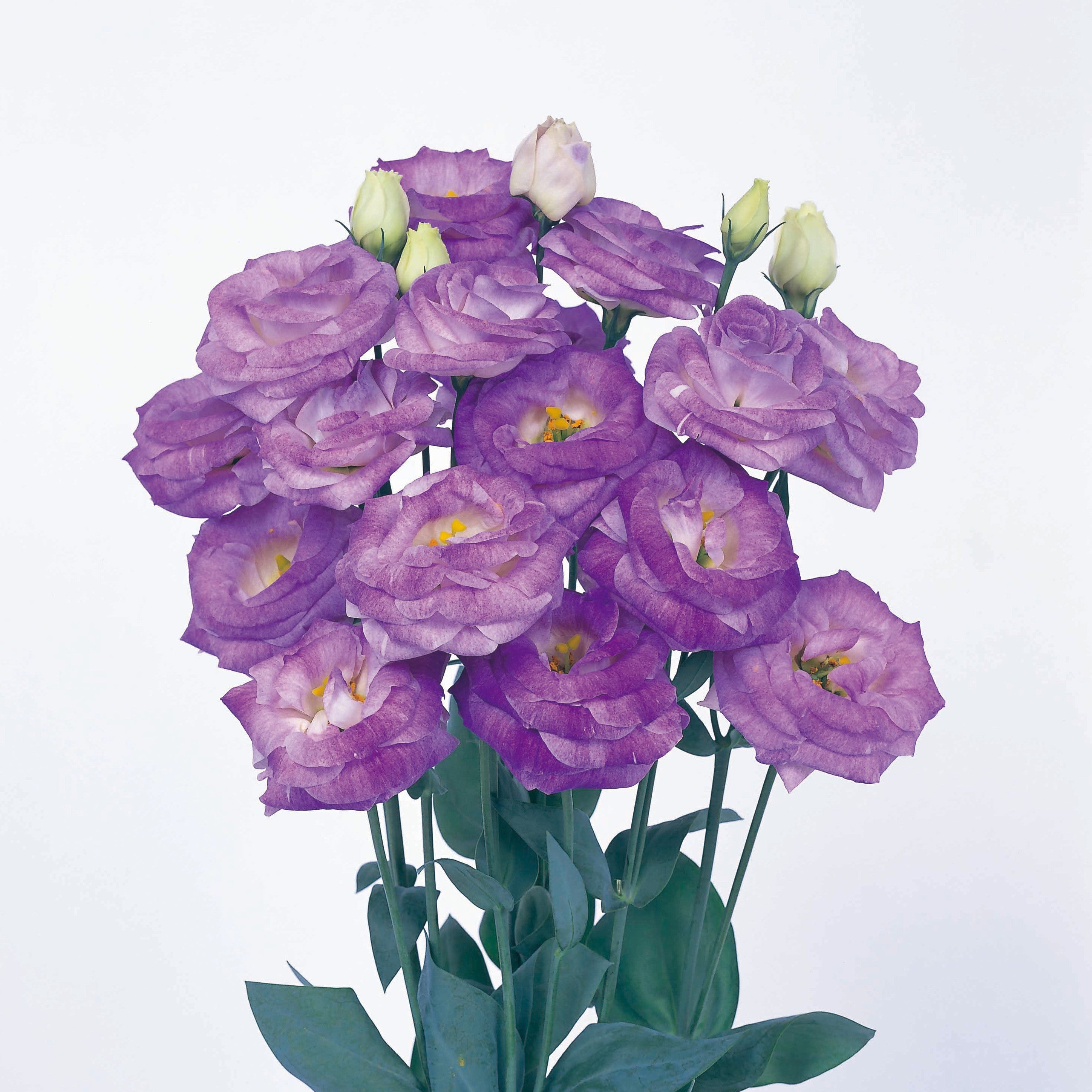 Lisianthus Rosita 2 Blue Flash Seeds, Stunning Blue-Purple Blooms for Gardens & Bouquets