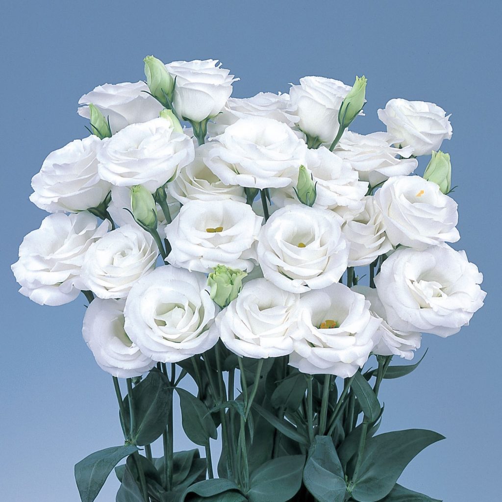 Lisianthus Rosita 2 White Seeds, Elegant Pure White Blooms for Gardens & Bouquets