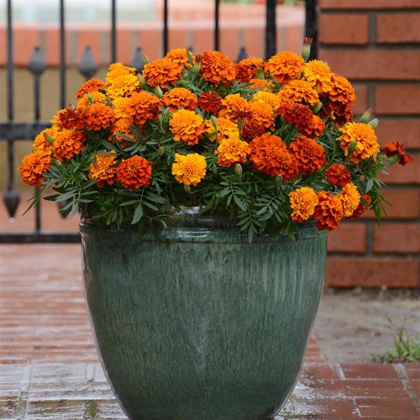Bronze with Gold Highlights Marigold Seeds, Warm, Glowing Blooms for Gardens