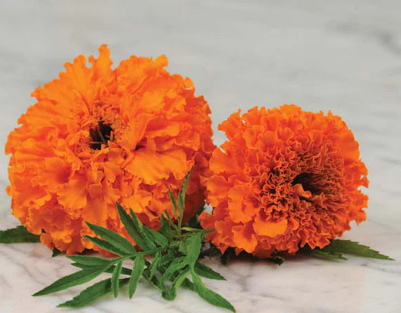Deep Orange Marigold Flower Seeds – Bold & Vibrant Blooms for Gardens