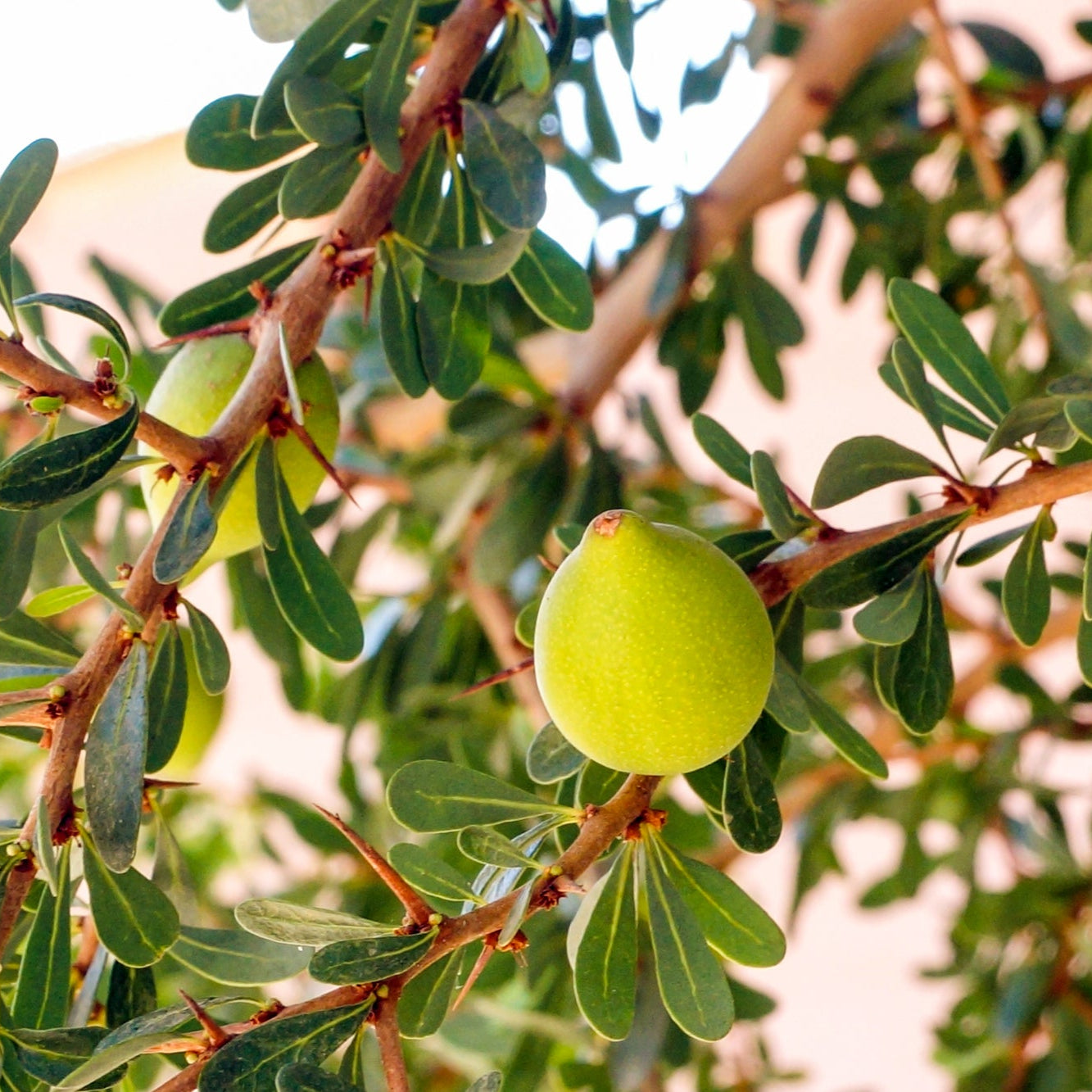 Moroccan Argan Tree seeds for planting ornamental and edible