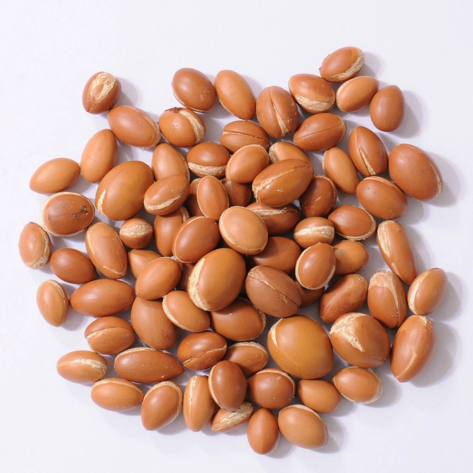 Argan Tree seeds easy germination evergreen tree seeds
