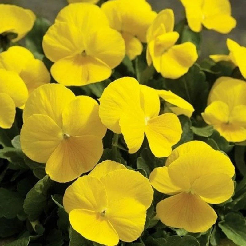 Yellow Pansy Flower Seeds,Sunny Vibrant Blooms, Easy to Grow, Non-GMO