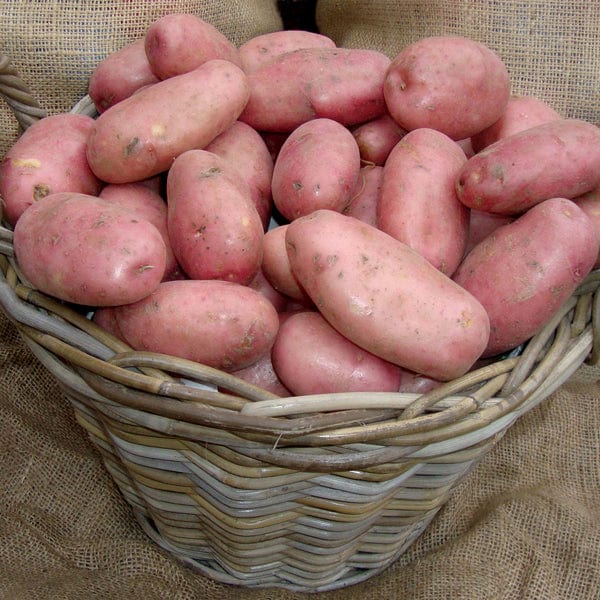 Sarpo Mira Potato Vegetable Seeds, Disease Resistant Heirloom Vegetable Seeds for Home Gardening Easy to Grow